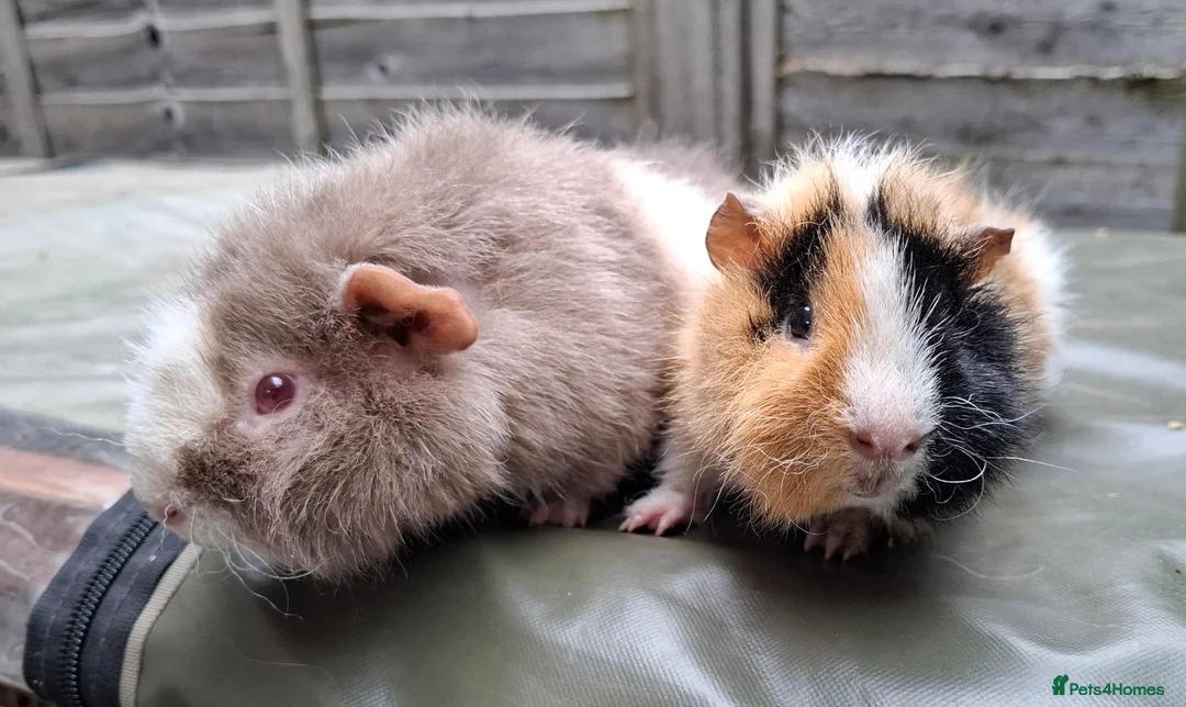 Guinea Pig rodents for sale: Bonded 5 month old Teddy Brothers  - Advert 5
