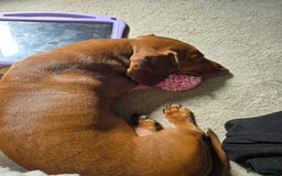 Dachshund dogs for stud: Dachshund for STUD - FREE PLEASE READ - Image 4
