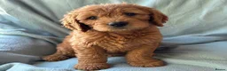 Mini Goldendoodle dogs for sale: ❤️ Beautiful Red & Gold Mini Goldendoodle Puppies  - Advert 14