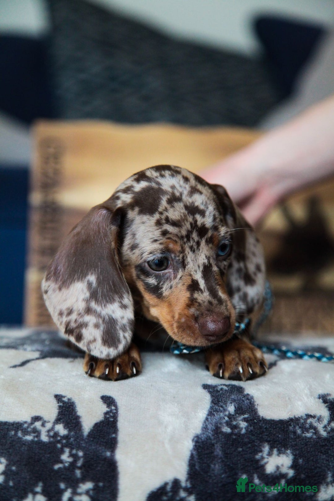 Miniature Dachshund dogs for sale: KC CHOCOLATE MINIATURE DACHSHUNDS -5 STAR LICENSED - Image 11