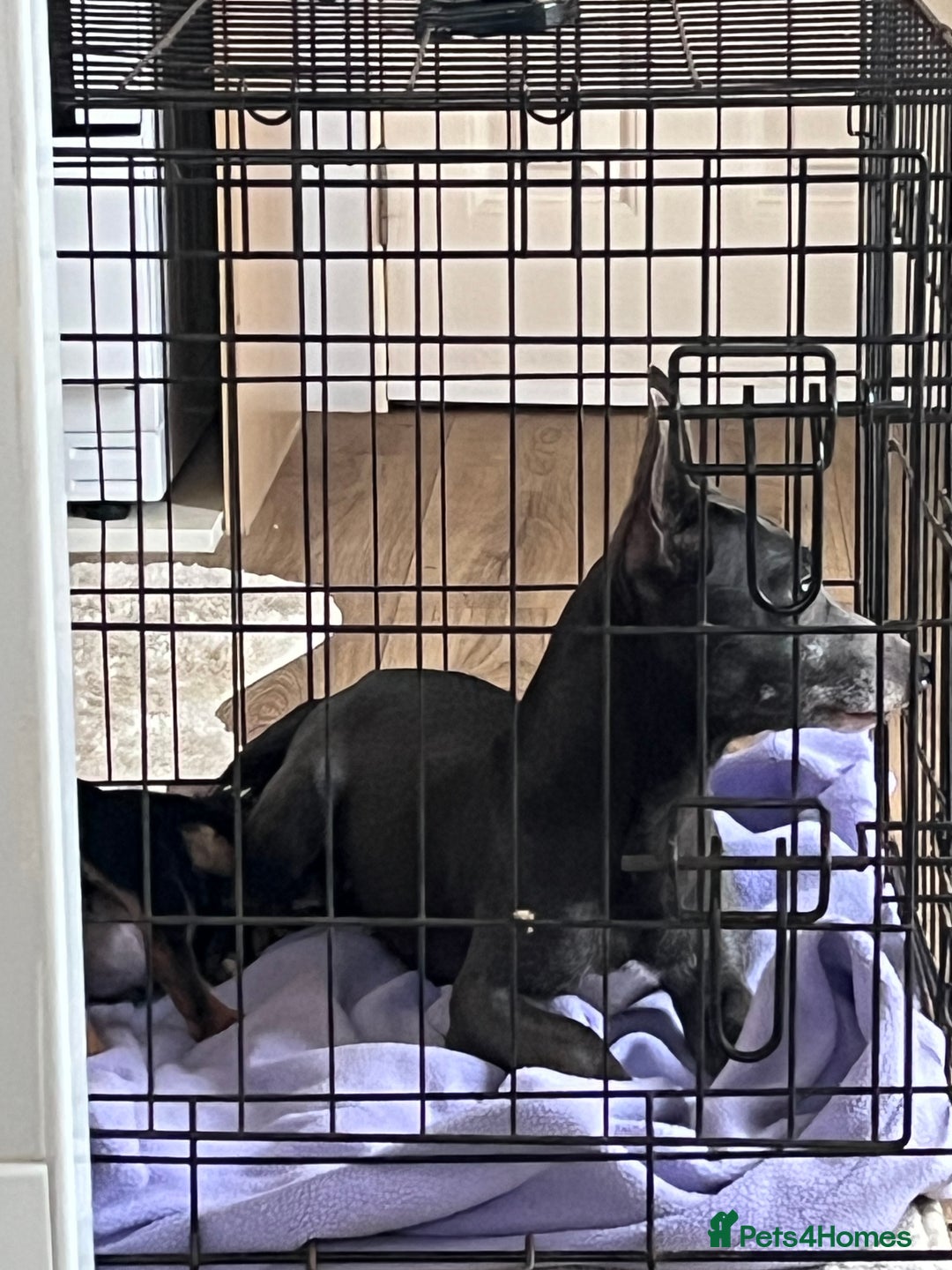 Jack Russell dogs for sale:  1 Jack Russel Puppie left  - Advert 1