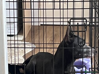 Jack Russell dogs 1 Jack Russel Puppie left - Advert 12