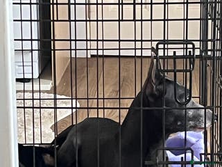 Jack Russell dogs 1 Jack Russel Puppie left - Advert 4