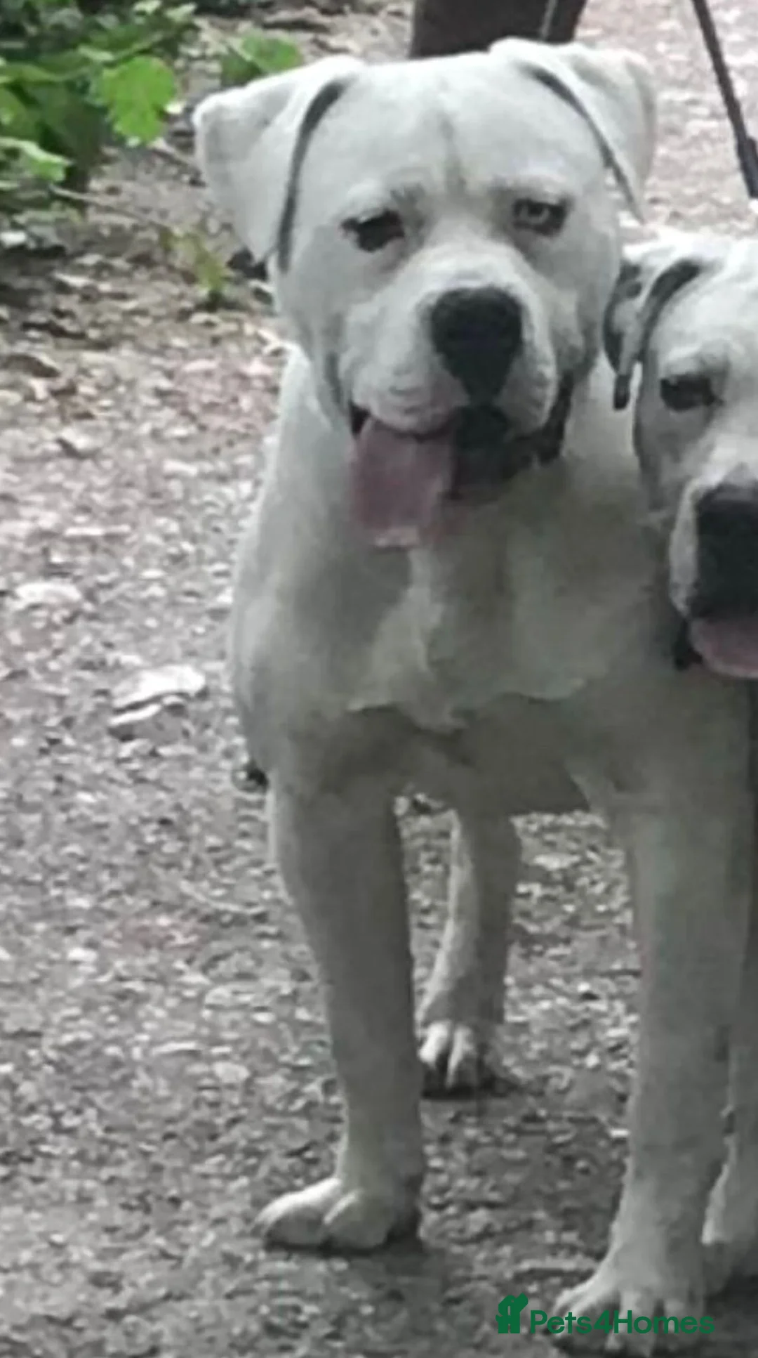 American Bulldog dogs for sale: American Bulldog  - Advert 2