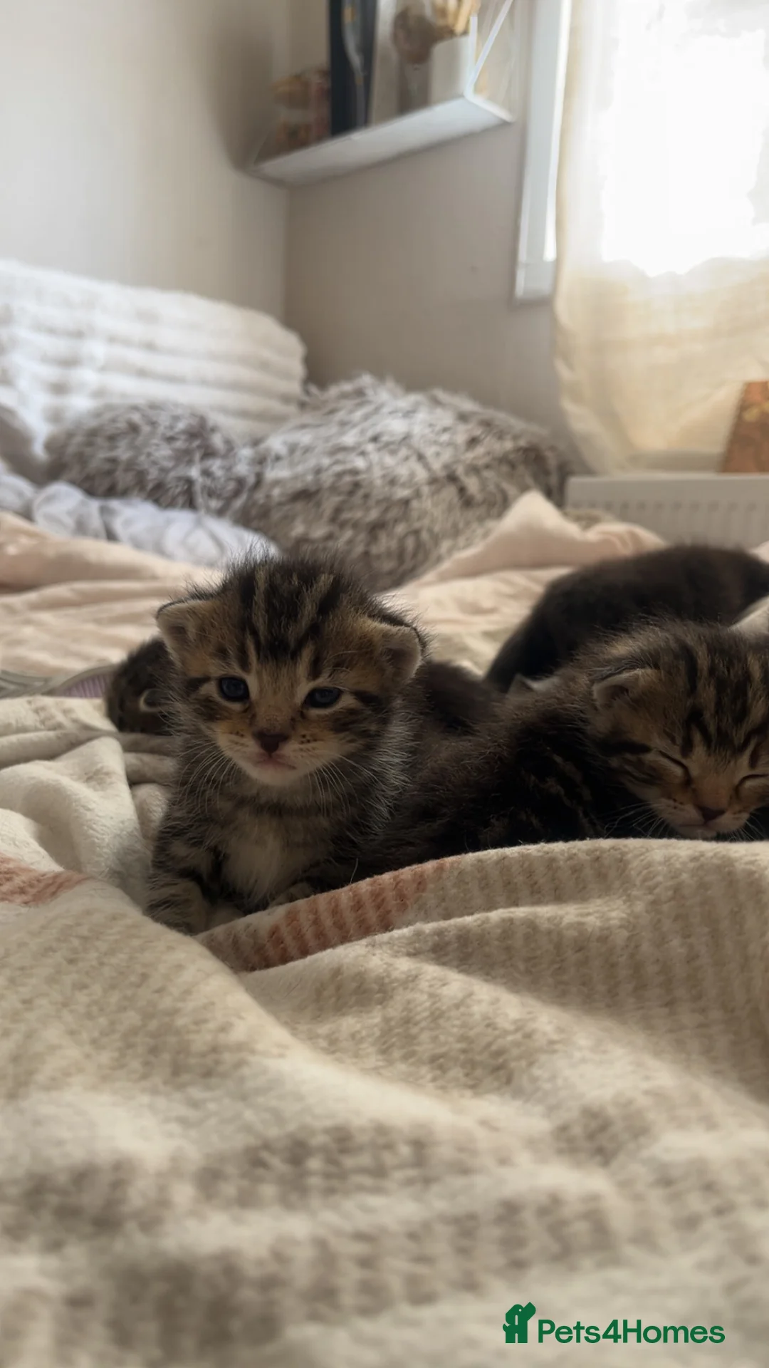 Mixed Breed cats for sale: Kittens for sale - Advert 2