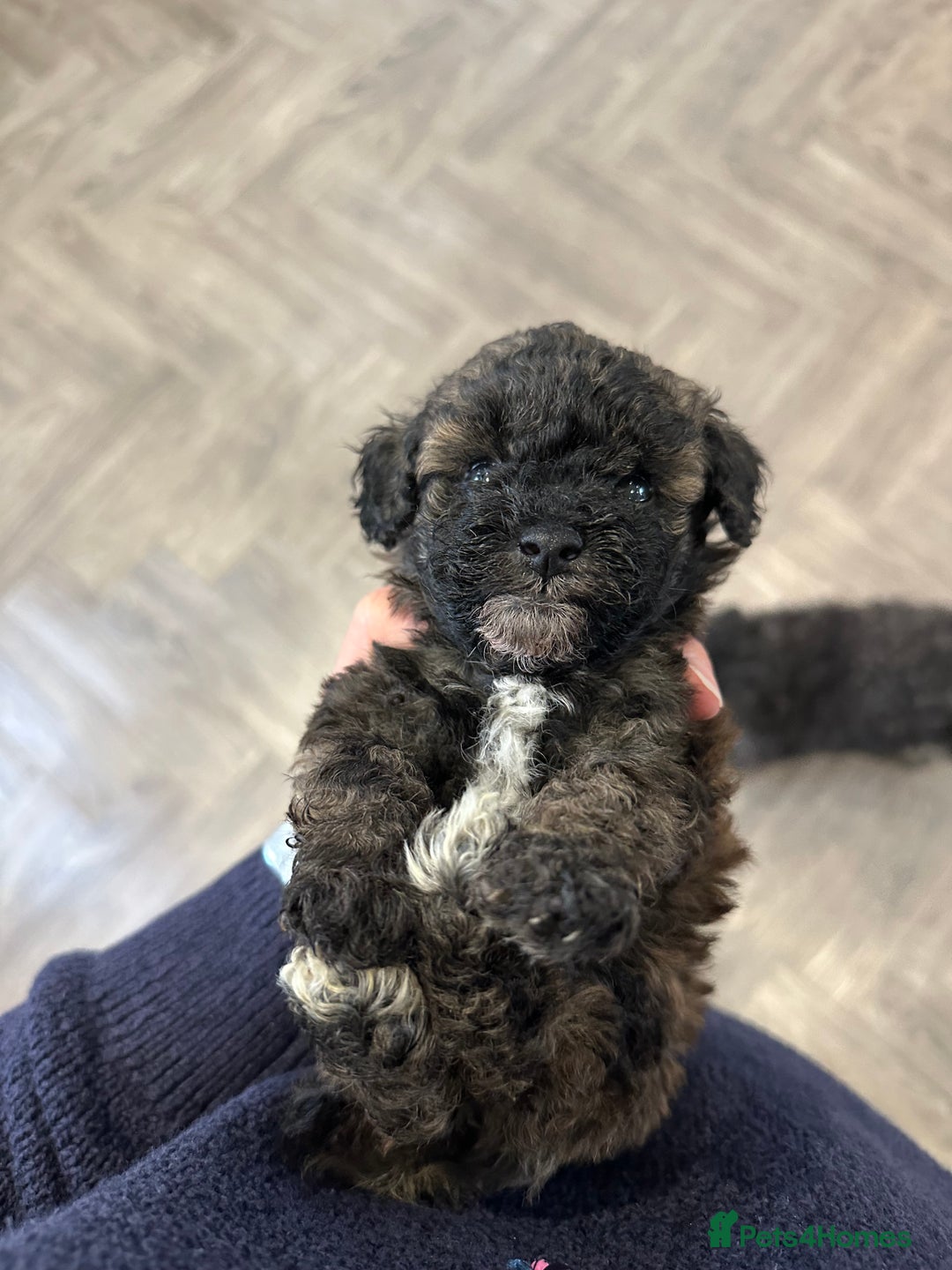 Toy Poodle dogs for sale: Kc Tiny toy poodles DNA 🧬 clear  - Advert 33