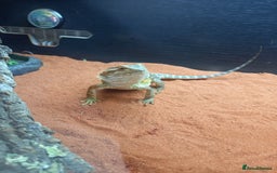 Bearded Dragon reptiles for sale: Baby bearded dragon  - Image 1