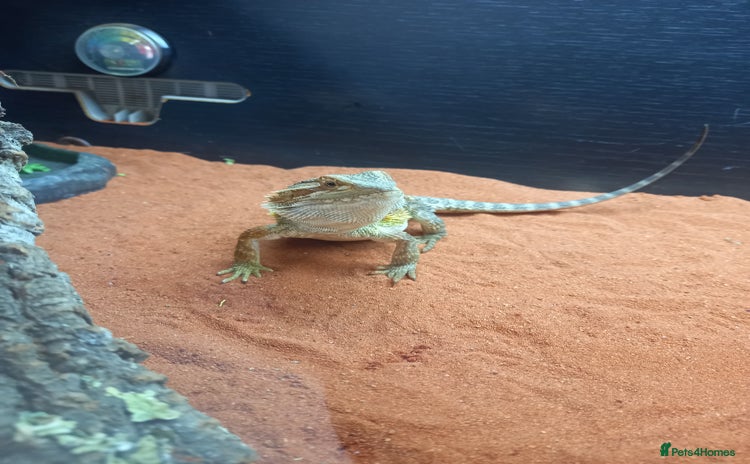 Bearded Dragon reptiles - Advert 1