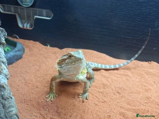 Bearded Dragon reptiles - Advert 10
