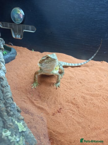Bearded Dragon reptiles - Advert 16