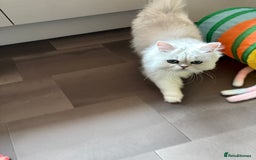 Persian cats for sale: Athena- Persian Chinchilla  - Image 6