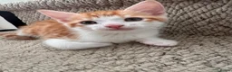 Mixed Breed cats for sale: Kittens ready to be rehomed  - Advert 2