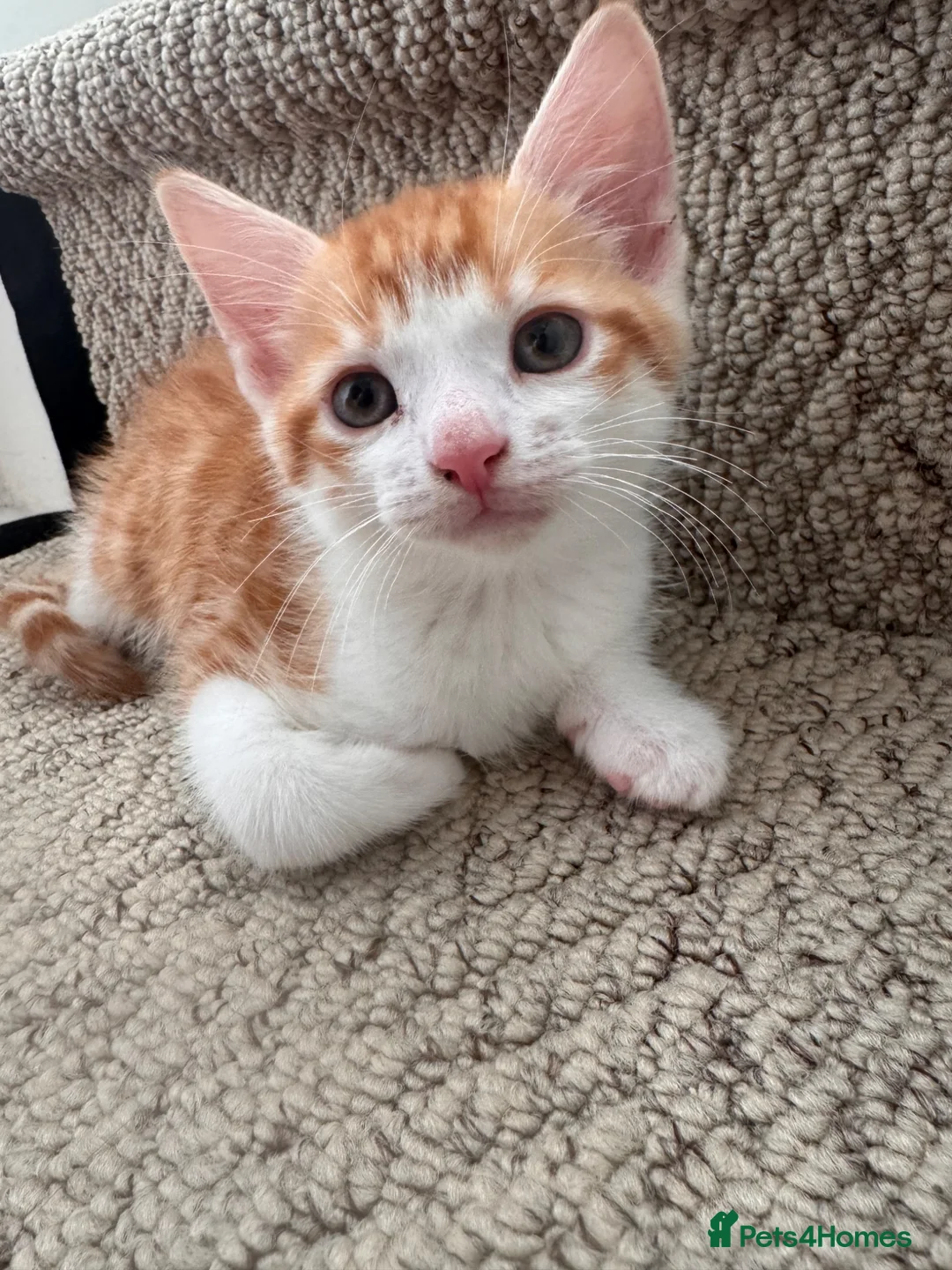 Mixed Breed cats for sale: Kittens ready to be rehomed  - Advert 2