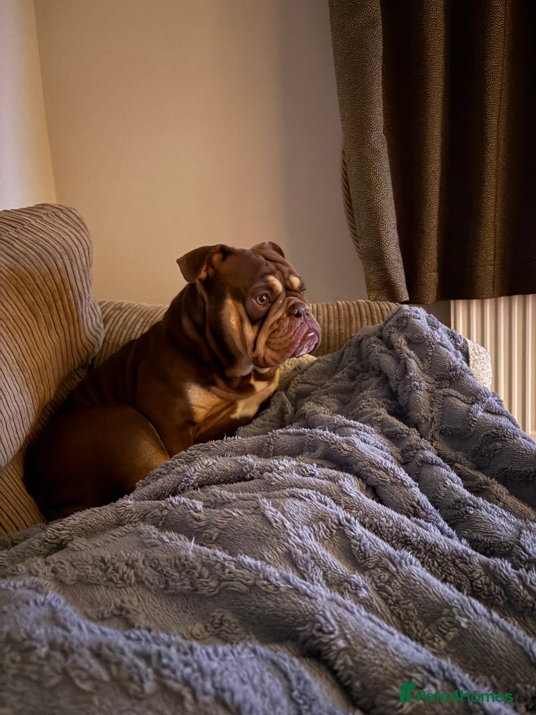 English Bulldog dogs for sale: Ralph  - Image 6