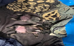 Pug dogs for sale: Adorable chunky pug puppies deposits taken now  - Advert 3