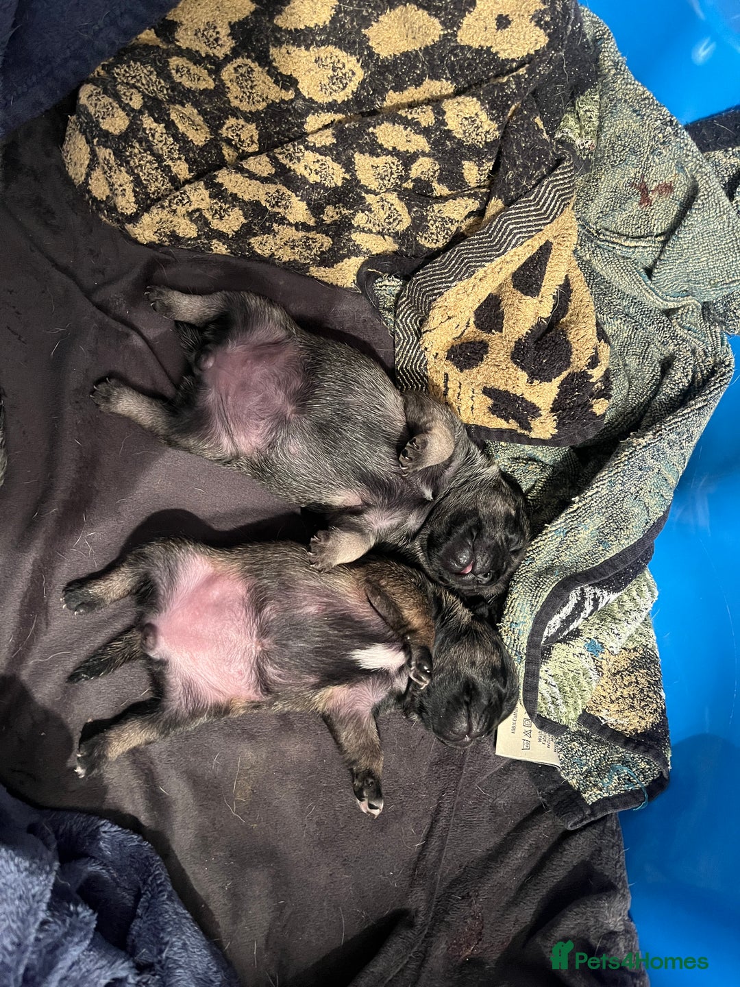 Pug dogs for sale: Adorable chunky pug puppies deposits taken now  - Advert 3