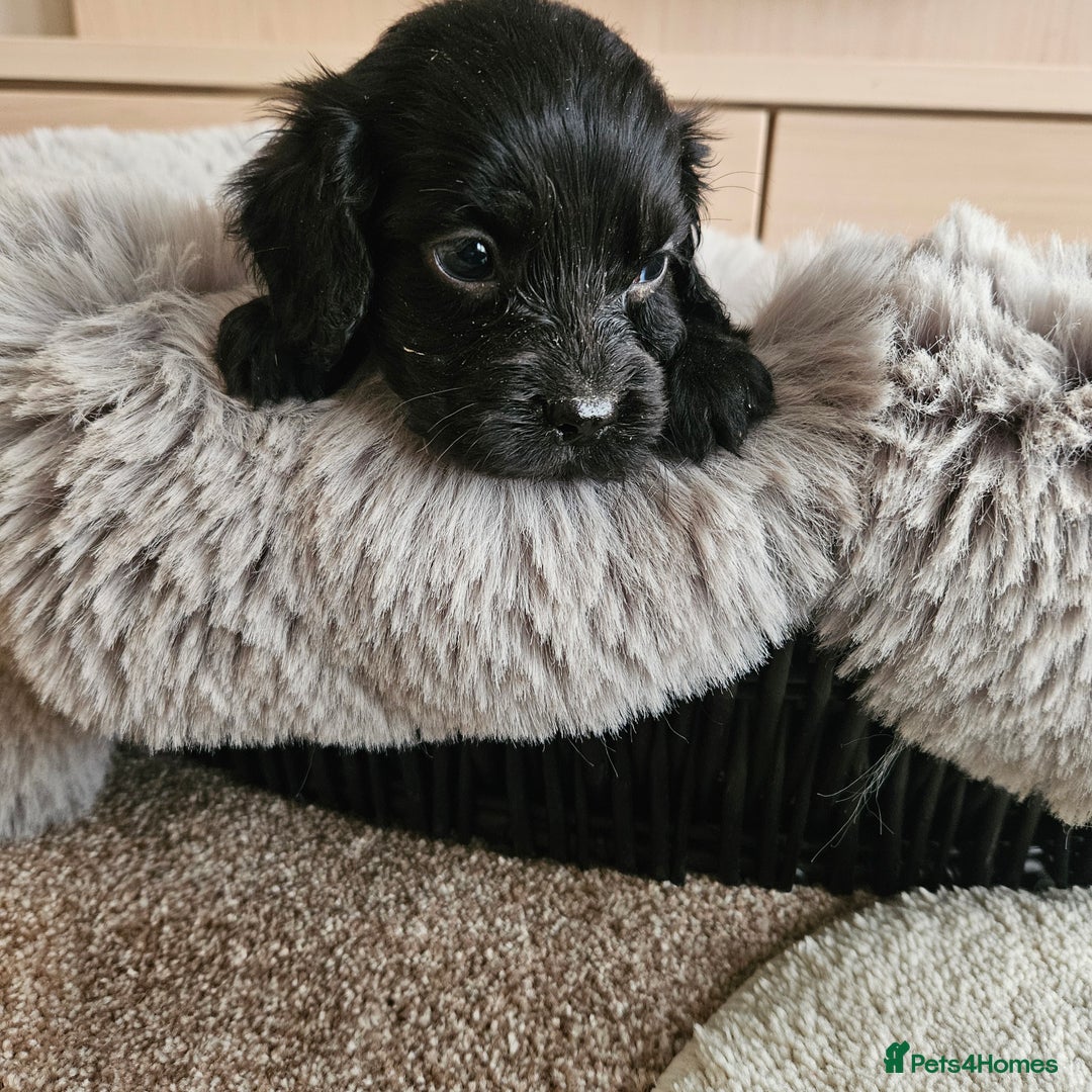 Cocker Spaniel dogs for sale: Rare Merle Working Type Cocker Spaniels - Advert 31