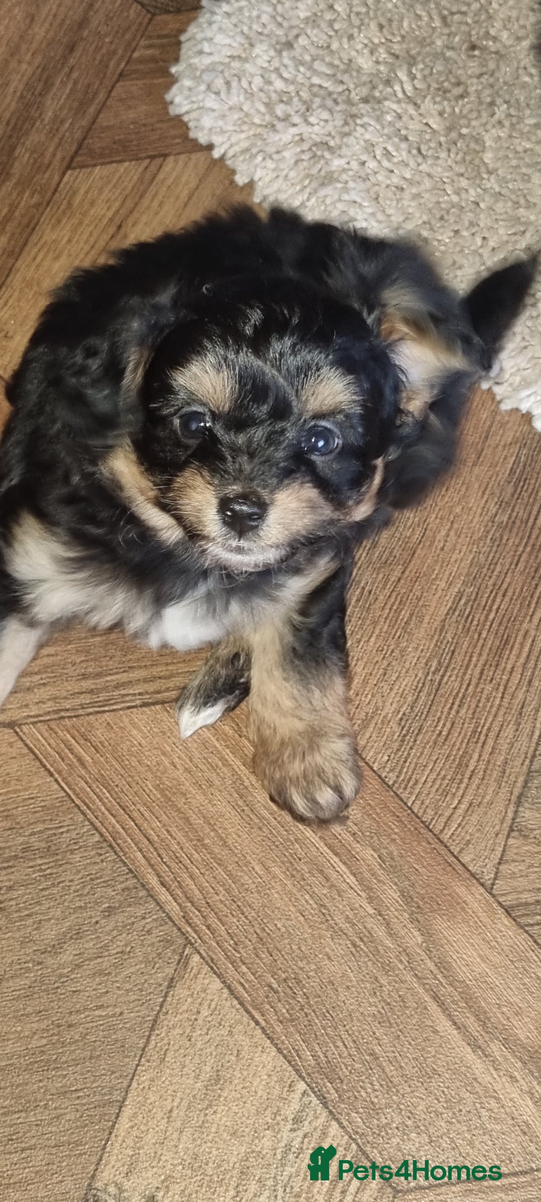 Mixed Breed dogs for sale: Pomchipoo, ready now. - Advert 3