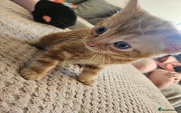 Mixed Breed cats for sale: 3 kittens for sale  - Image 3