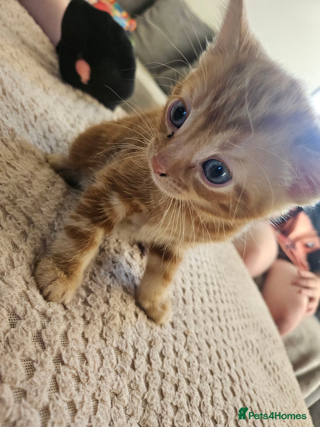 Mixed Breed cats for sale: 3 kittens for sale  - Image 3