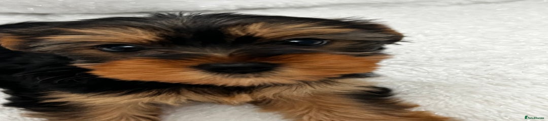 Yorkshire Terrier Puppy 1