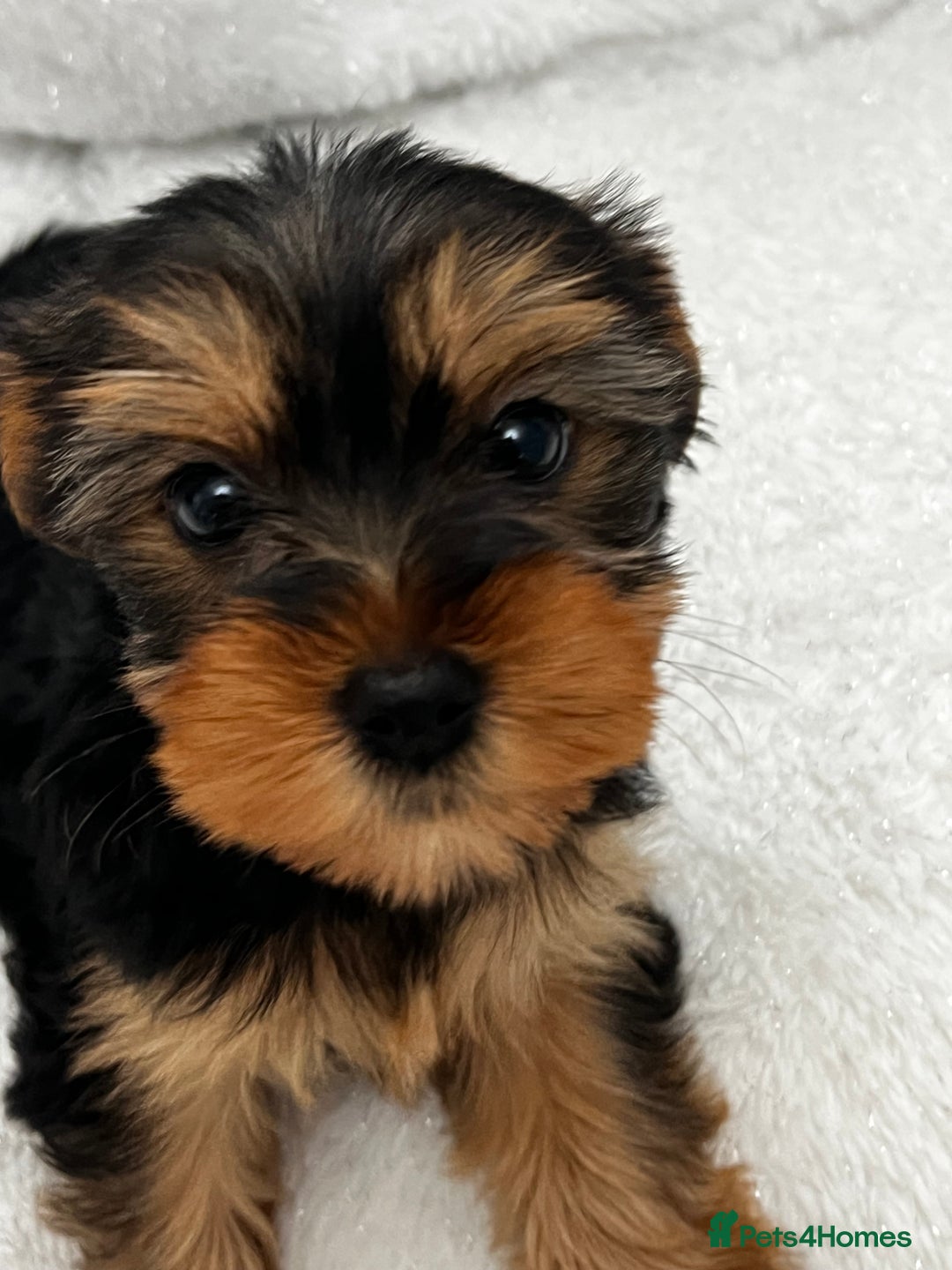 Yorkshire Terrier dogs for sale: Pedigree Yorkshire terriers ready to leave - Image 4