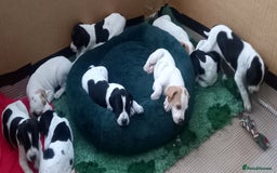 Pointer dogs for sale: Beautiful Pedigree Black & White Pointer Puppies - Image 2