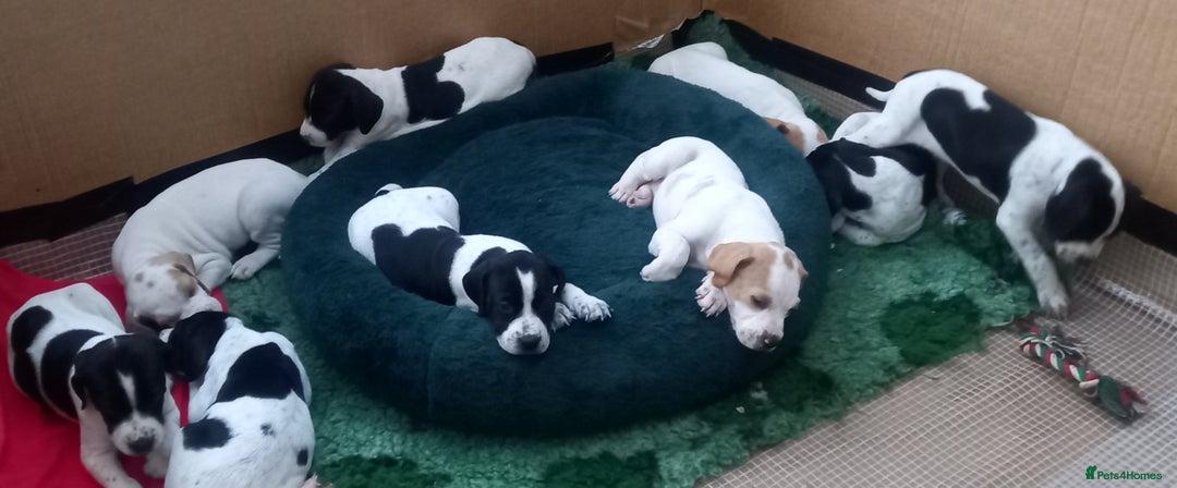 Pointer dogs for sale: Beautiful Pedigree Black & White Pointer Puppies - Image 2