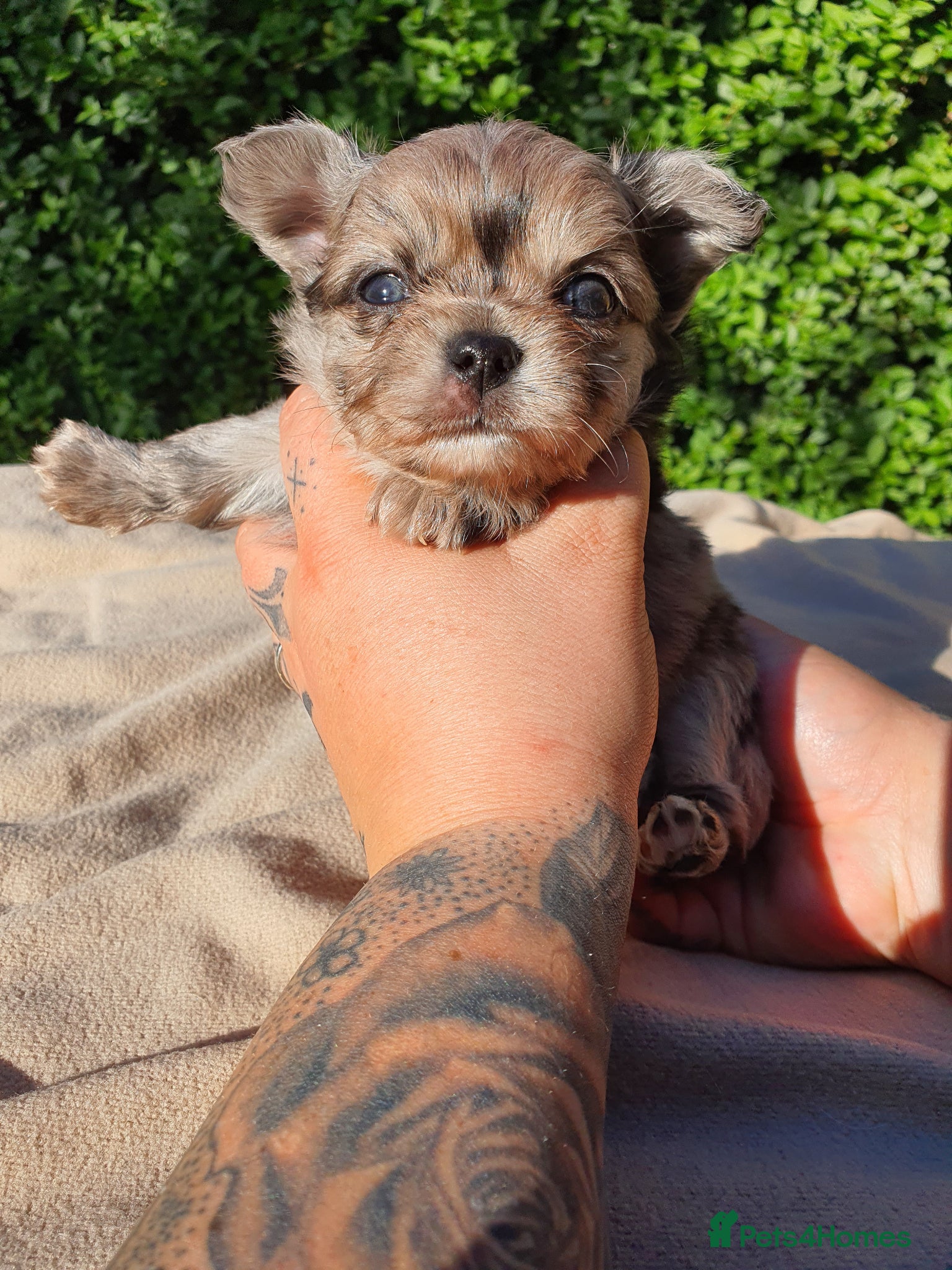 Chihuahua dogs Long Haired Chihuahua Boys Gorgeous  - Advert 1