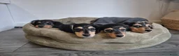 Miniature Dachshund dogs for sale: Miniature dachshunds long haired  - Advert 2