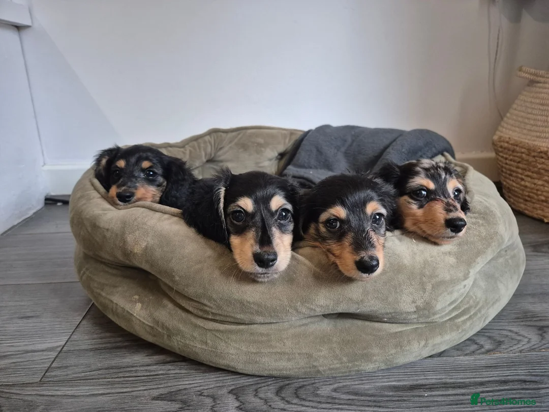 Miniature Dachshund dogs for sale: Miniature dachshunds long haired  - Advert 2