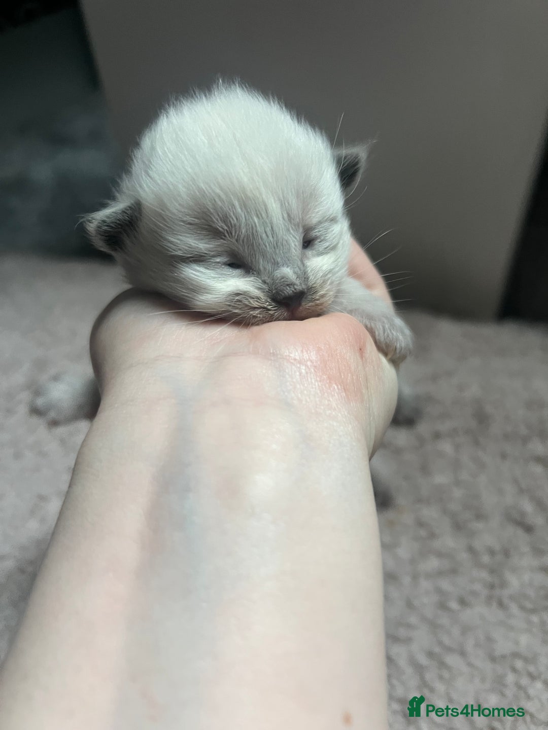 Ragdoll cats for sale: Stunning ragdoll kittens  - Advert 10