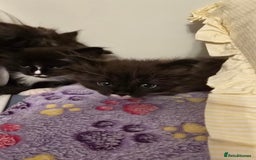 Maine Coon cats for sale: Maine Coon X Ragdoll  - Advert 6