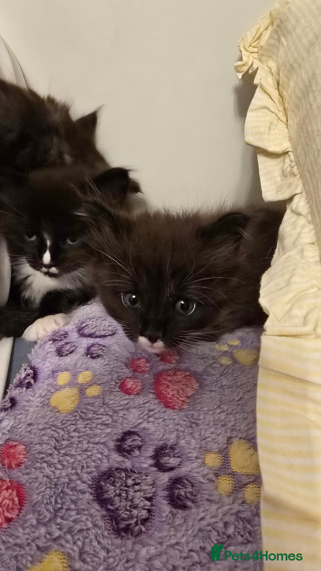 Maine Coon cats for sale: Maine Coon X Ragdoll  - Advert 6