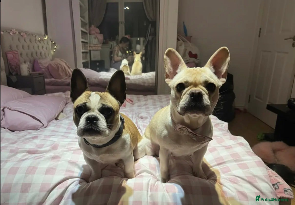 Mixed Breed dogs French bulldog puppies (mother full, dad half) - Advert 4