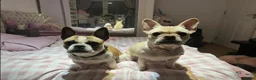 Mixed Breed dogs for sale: French bulldog puppies (mother full, dad half) in Dundee - Advert 1
