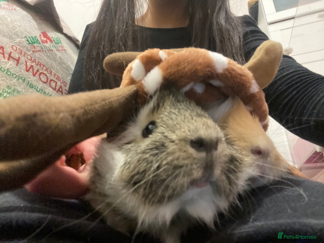 Guinea Pig rodents for sale: Two lovely boars with complete set up - Image 6