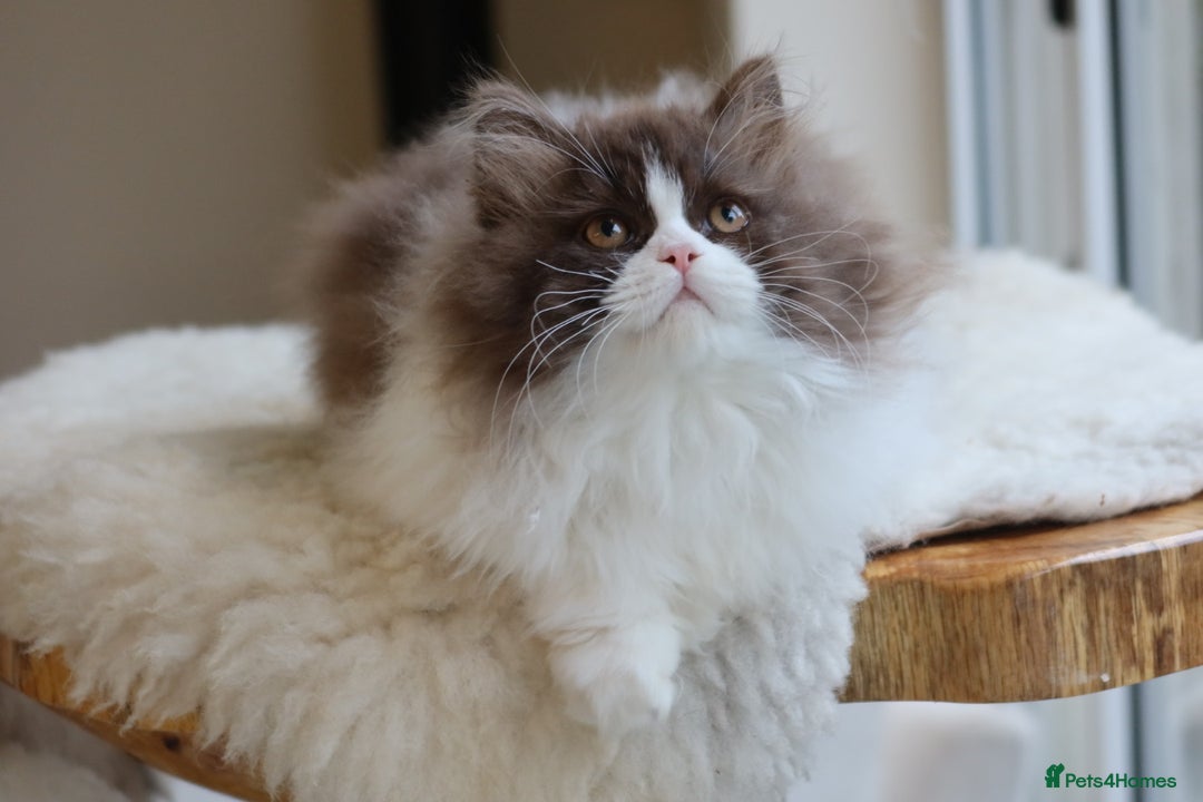 British Longhair cats for sale: British Longhair Chocolate Bi Colour Boy - REG - Image 5