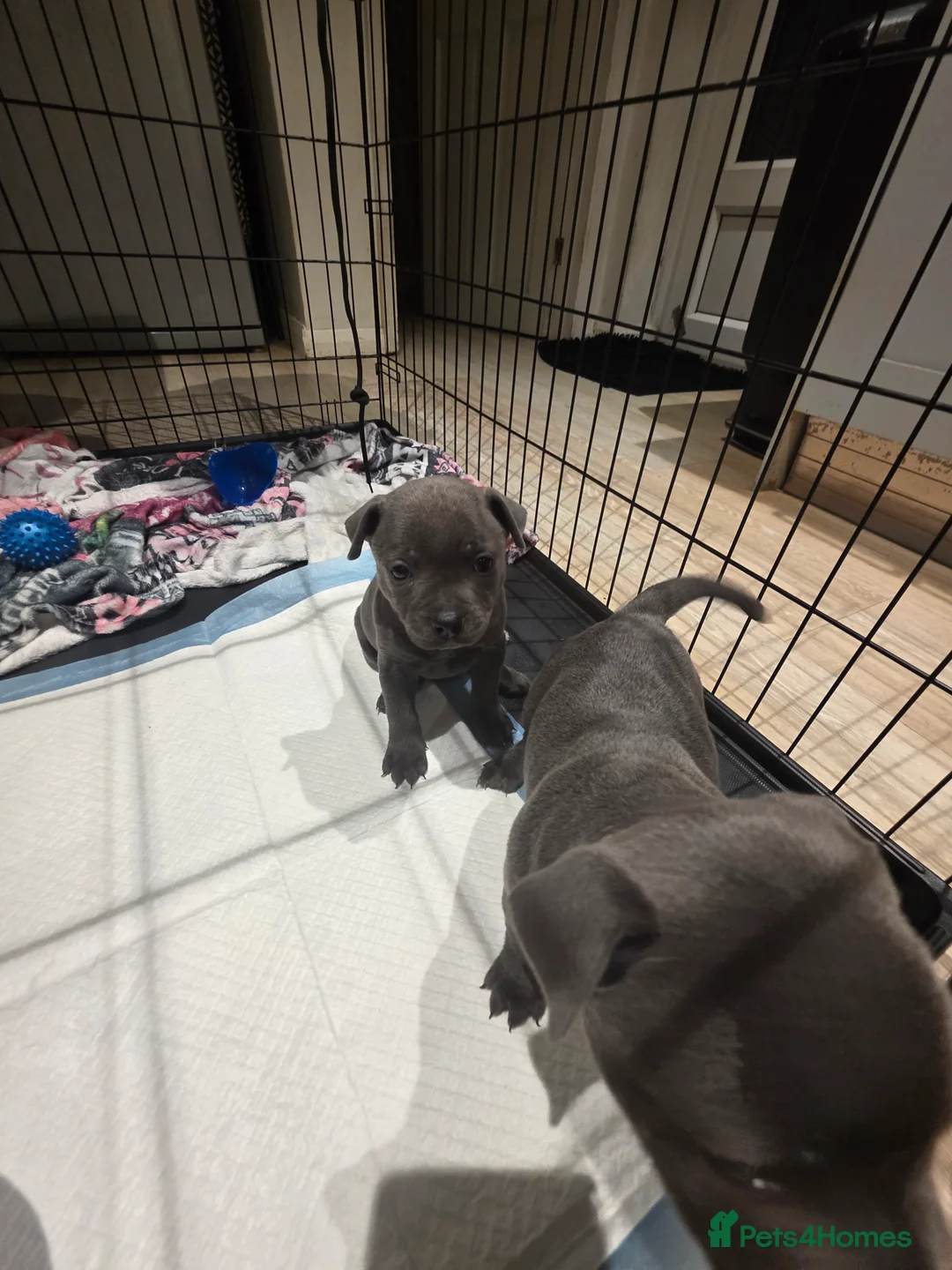 Staffordshire Bull Terrier dogs for sale: Fully suited Blues KC registered  - Advert 2