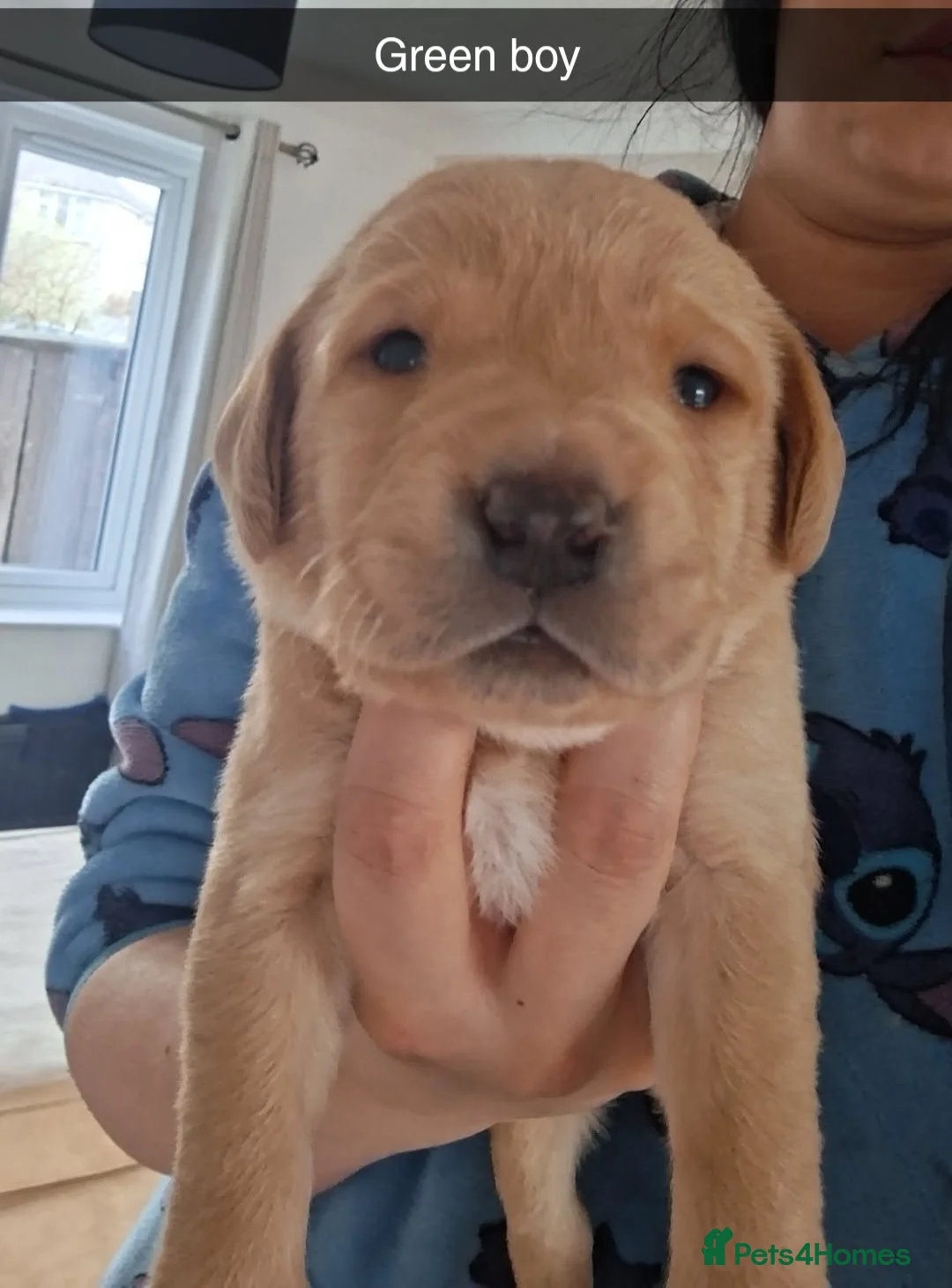 Labrador Retriever dogs for sale: Beautiful yellow labrador puppies  - Advert 22