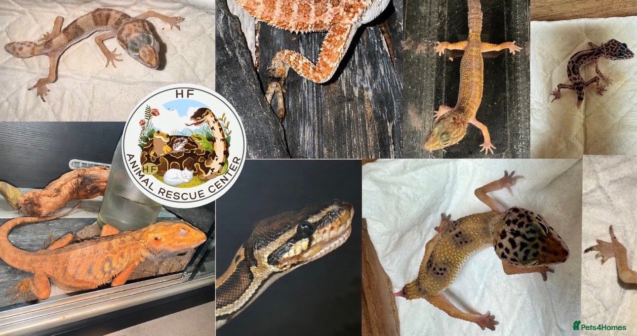 Bearded Dragon reptiles 🚨 Emergency Appeal – We Need Your Help - Advert 1