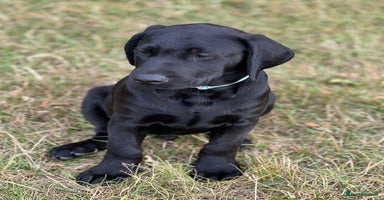 Labrador Retriever dogs - Advert 3