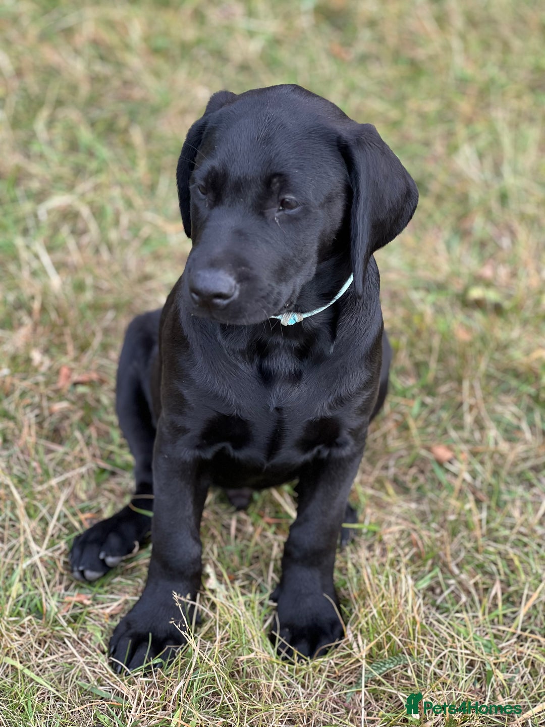 Labrador Retriever dogs for sale: 🐾Double Vaccinated🐾Black FTCH Forward Pups - Image 2