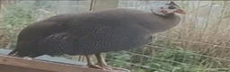 Mixed Breed birds for sale: Guinea fowl hen for sale - Advert 5