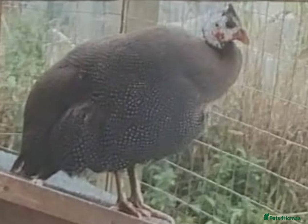 Mixed Breed birds for sale: Guinea fowl hen for sale - Advert 5