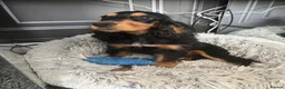 Cocker Spaniel dogs for sale: Show cocker spaniels fully vaccinated  - Advert 7
