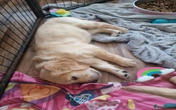 Golden Retriever dogs for sale: 🦮 two beautiful boys available  ❤️❤️ in Aberystwyth - Image 32