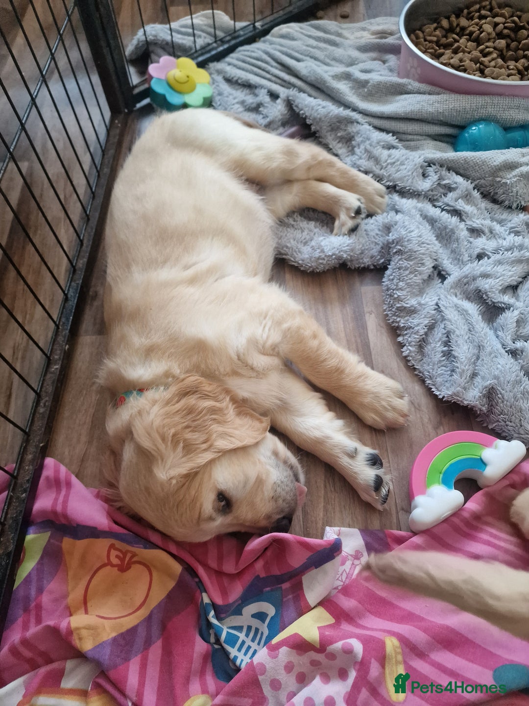 Golden Retriever dogs for sale: 🦮 two beautiful boys available  ❤️❤️ in Aberystwyth - Image 32