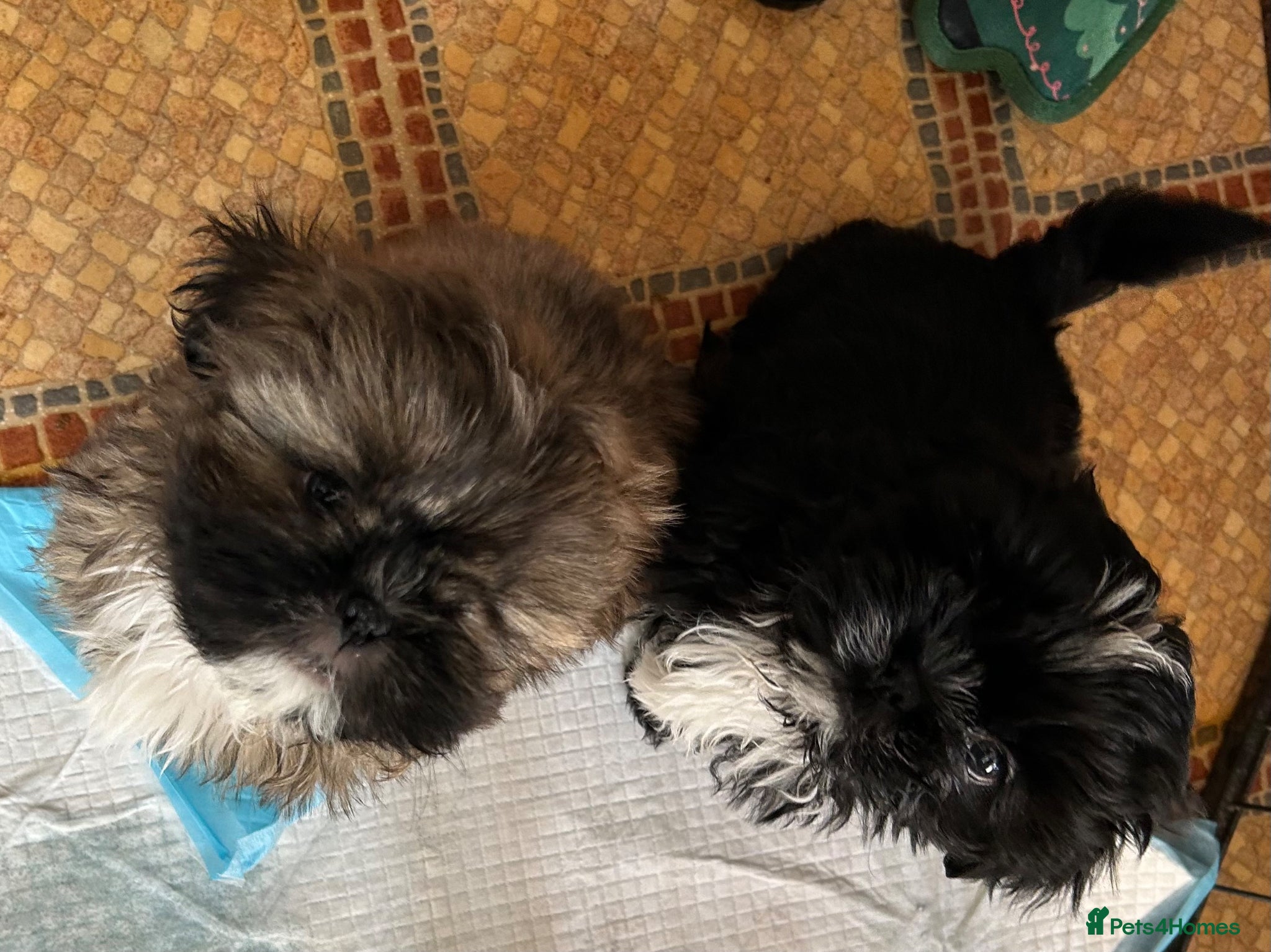 Shih Tzu dogs 3 imperial Shih Tzu puppies  - Advert 2