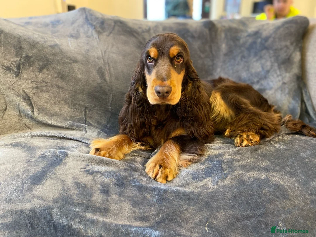 Cocker Spaniel dogs for stud: TRUE TO TYPE- Chocolate & Tan Show Cocker Spaniel in Holywell - Advert 13